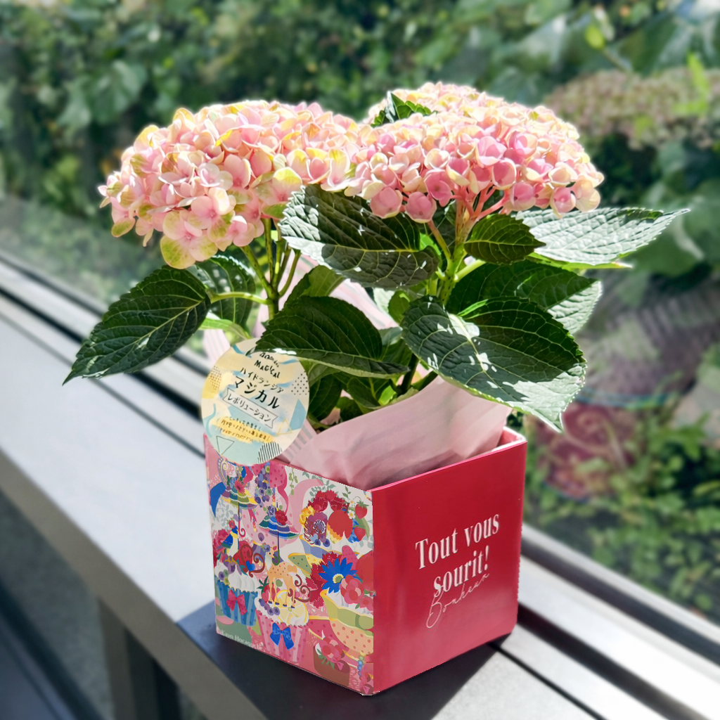 【まだ間に合う！最短5/10(日)母の日着！】色の変化を楽しめる紫陽花　鉢植え4号《マジカルレボリューション》