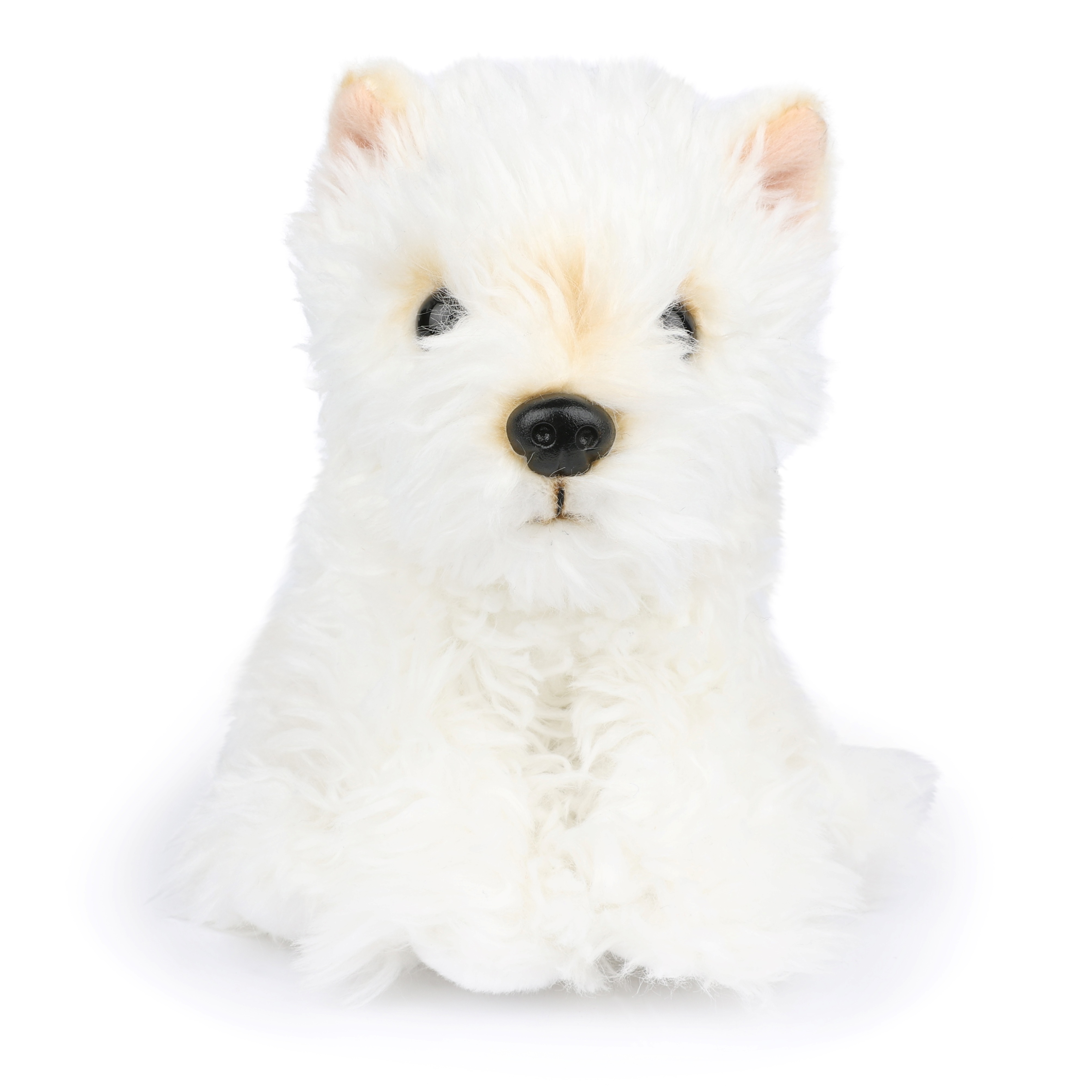 BT CHAPS 17cm in Gift Box