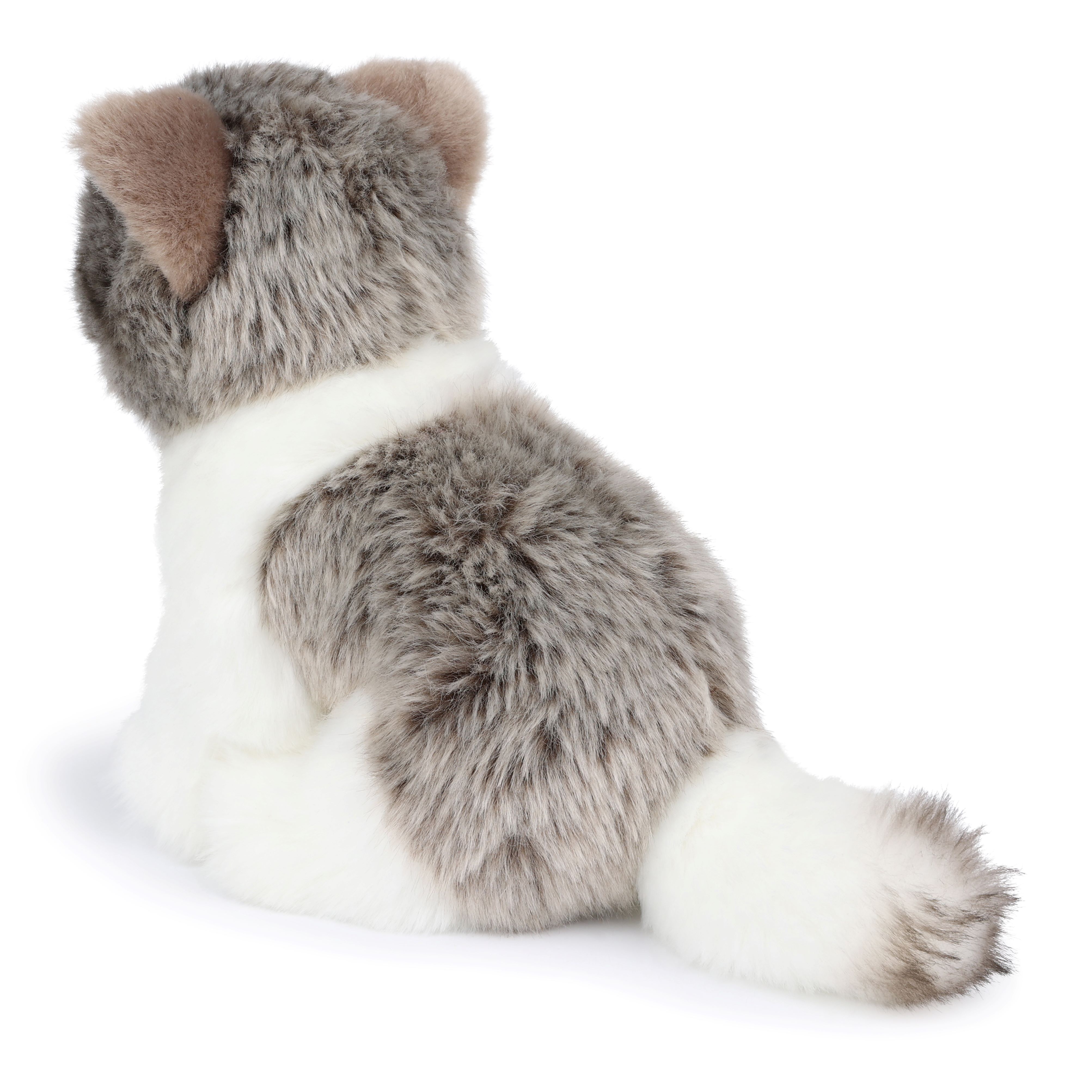 BT CHAPS 17cm in Gift Box