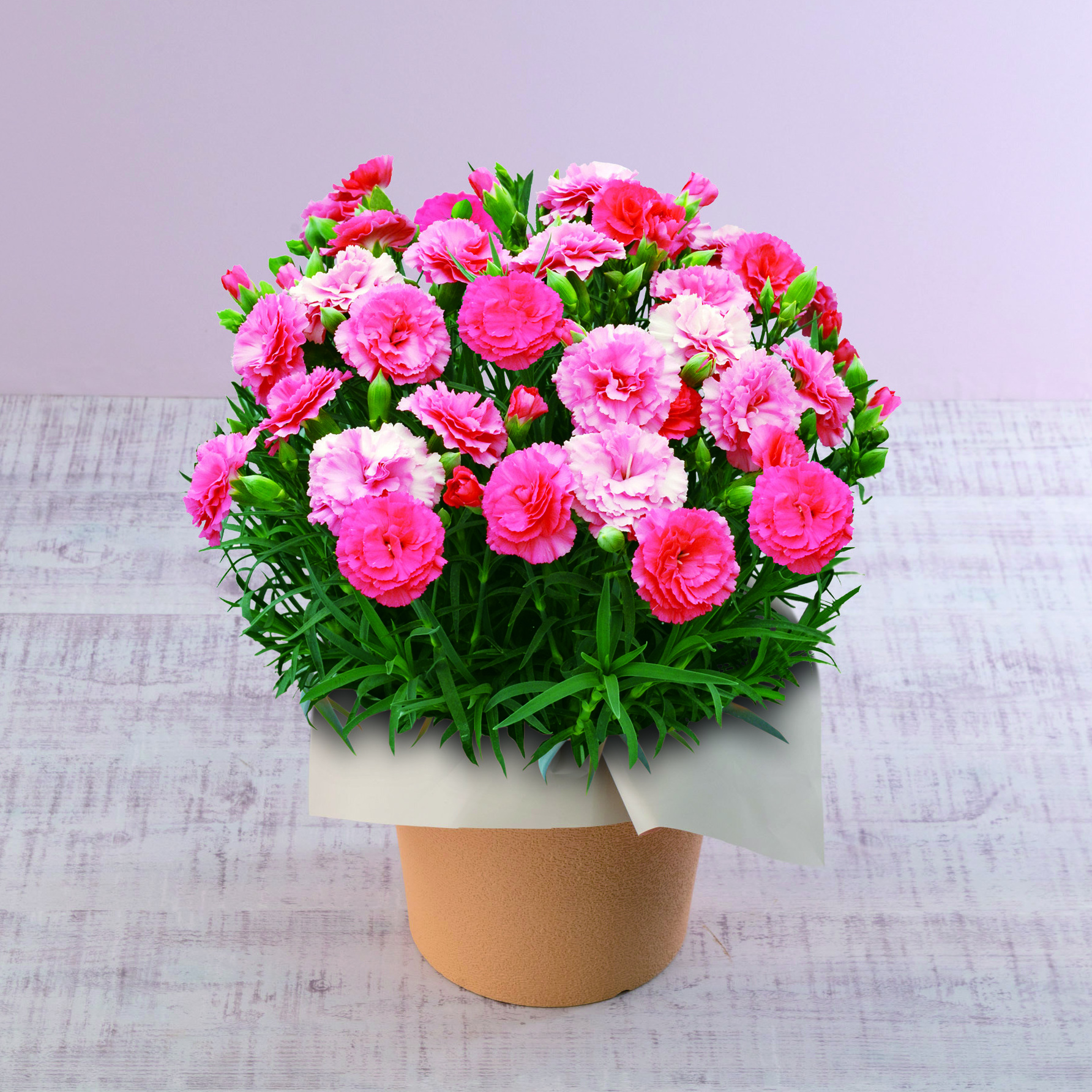 【母の日限定カーネーション/日比谷花壇】さくらもなか鉢とGODIVA苺クッキーセット