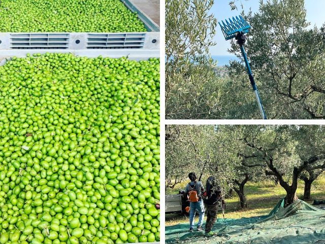 白トリュフ塩と選べるフレーバーエクストラバージンオリーブオイルのセット