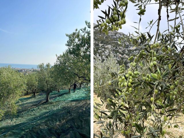 白トリュフ塩と選べるフレーバーエクストラバージンオリーブオイルのセット