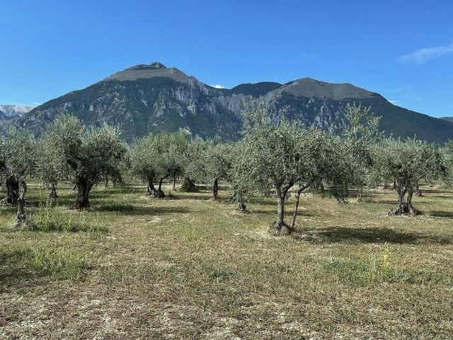 白トリュフ塩と選べるフレーバーエクストラバージンオリーブオイルのセット