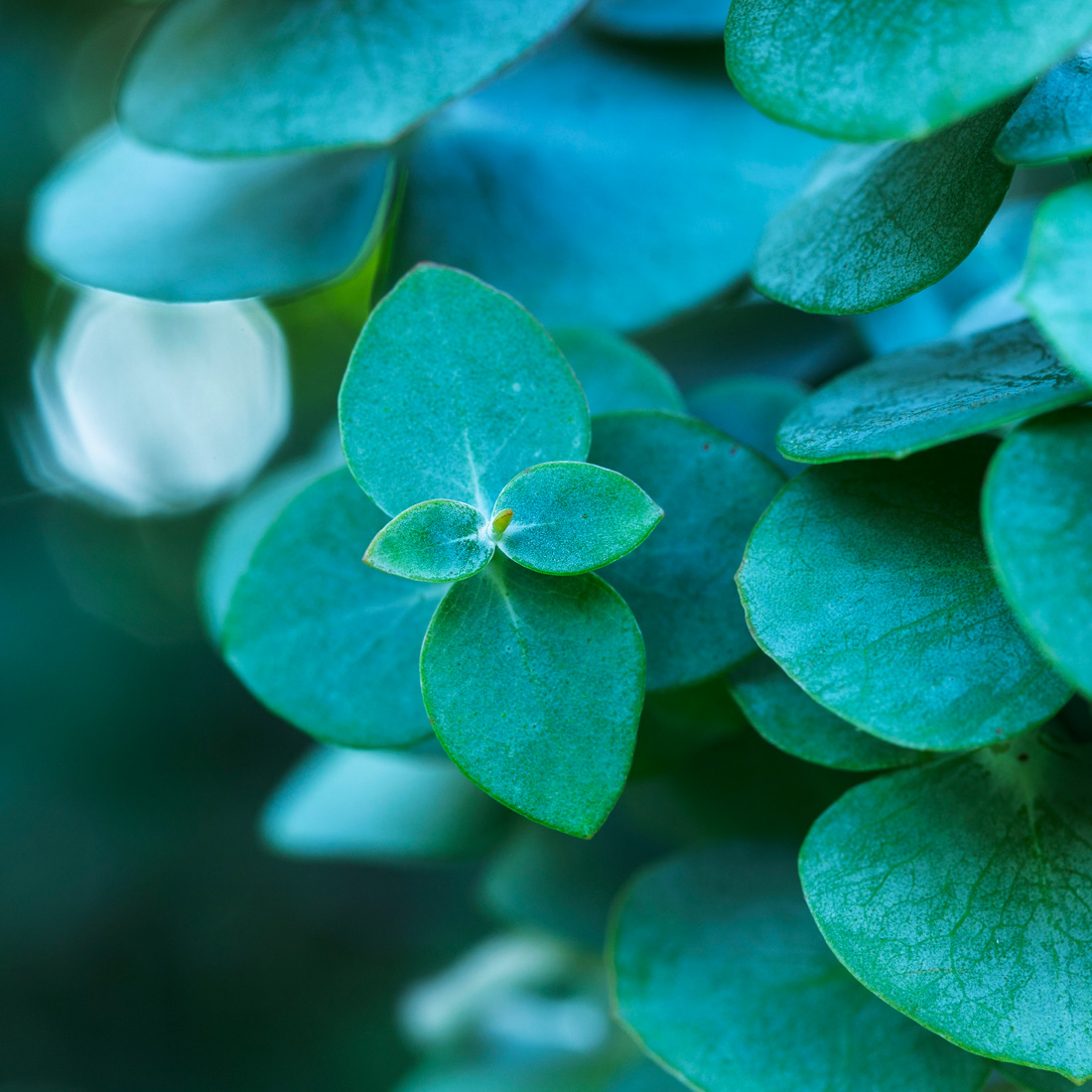 アロマミスト＜ローズウッド イン ザ フォレスト＞100mL