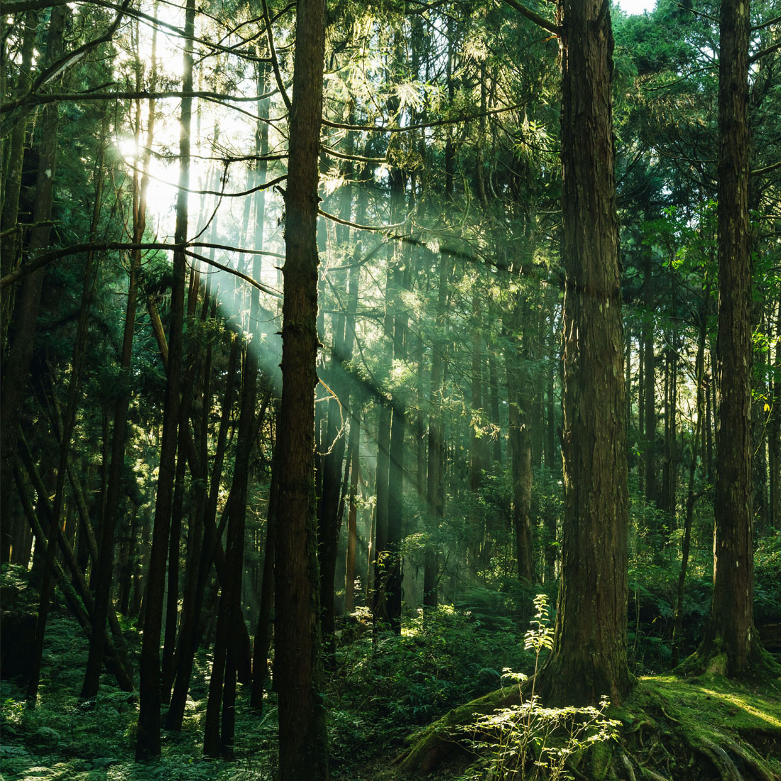 アロマミスト＜ユーカリ イン ザ フォレスト＞100mL