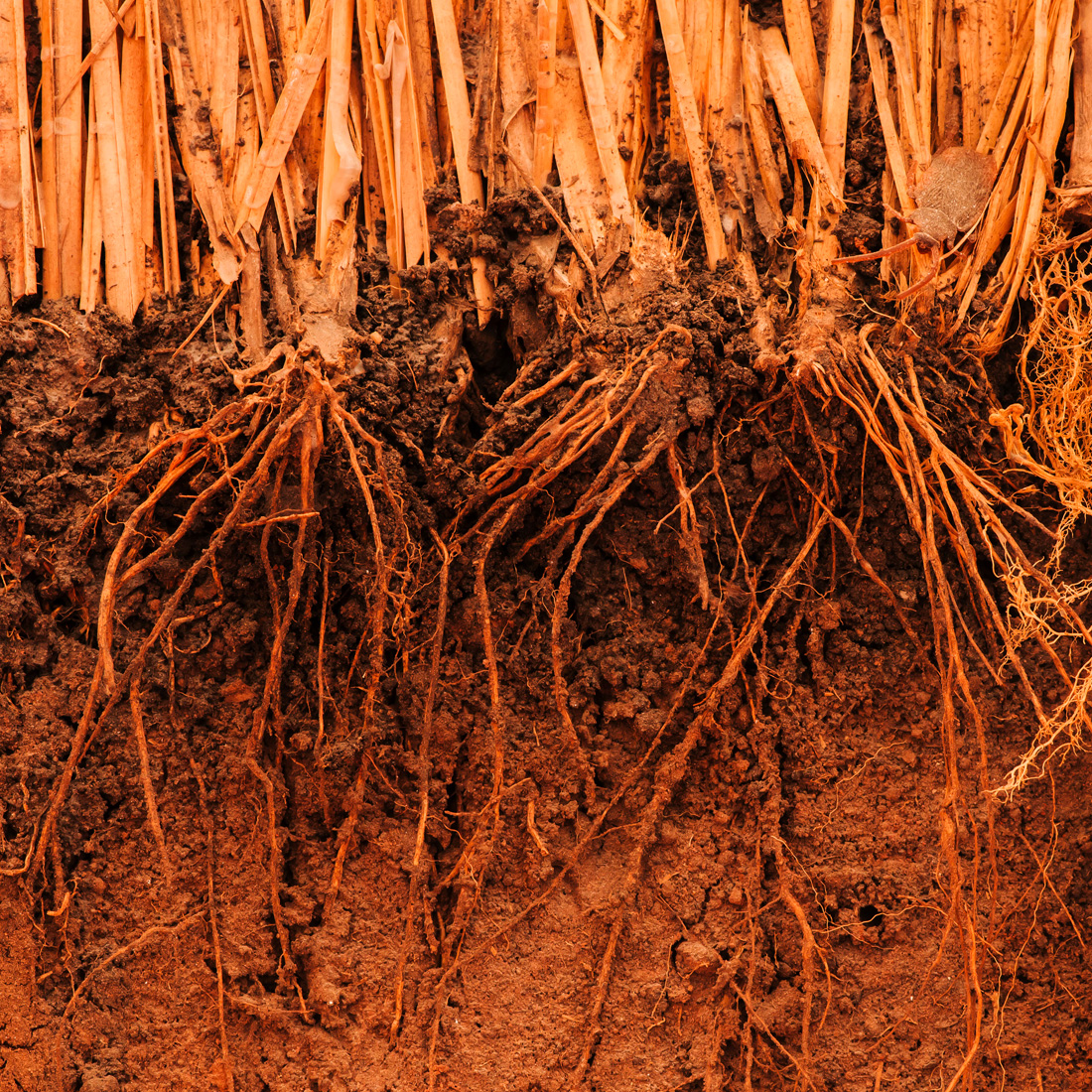 アロマミスト＜ユーカリ イン ザ フォレスト＞100mL