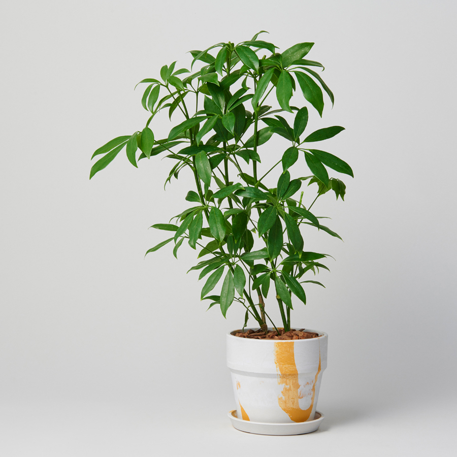  GIFT CATALOG ＜WHITE（ホワイト）＞