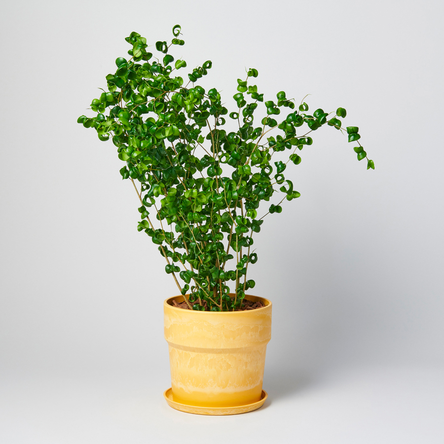  GIFT CATALOG ＜GOLD（ゴールド）＞