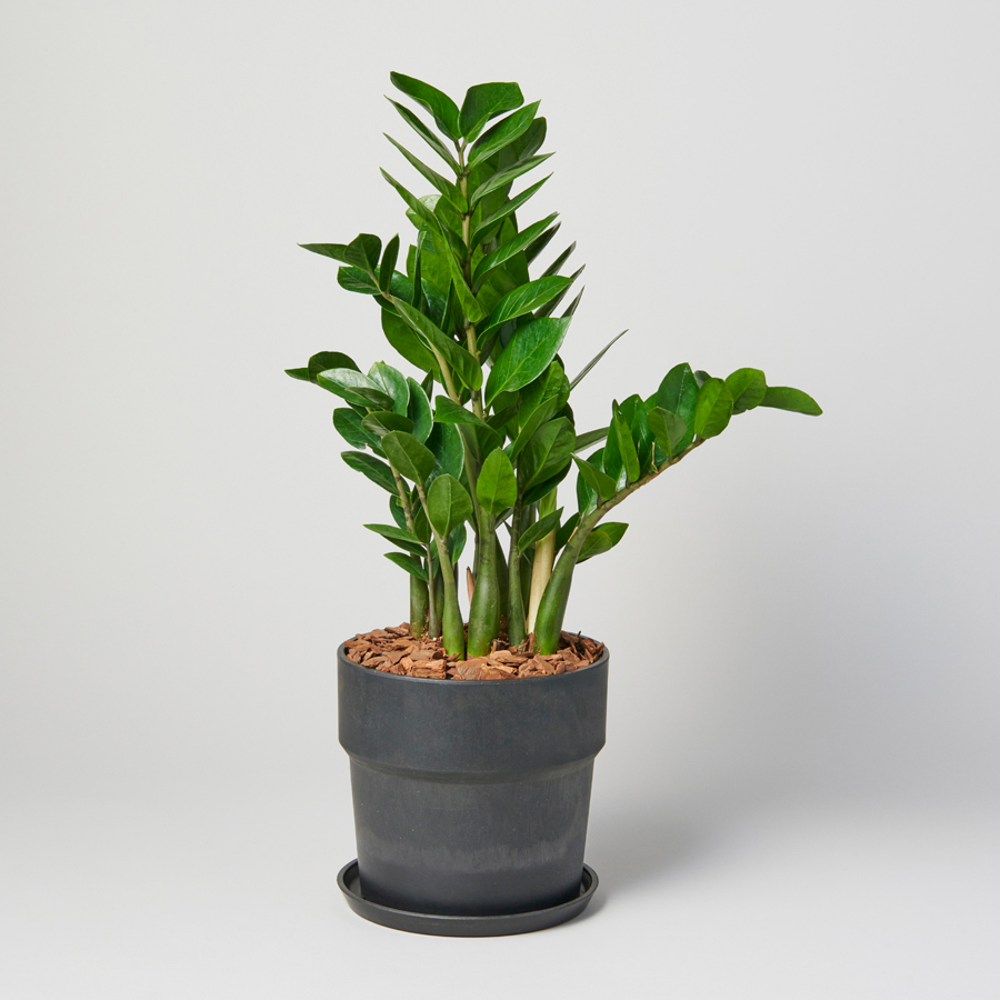  GIFT CATALOG ＜GOLD（ゴールド）＞