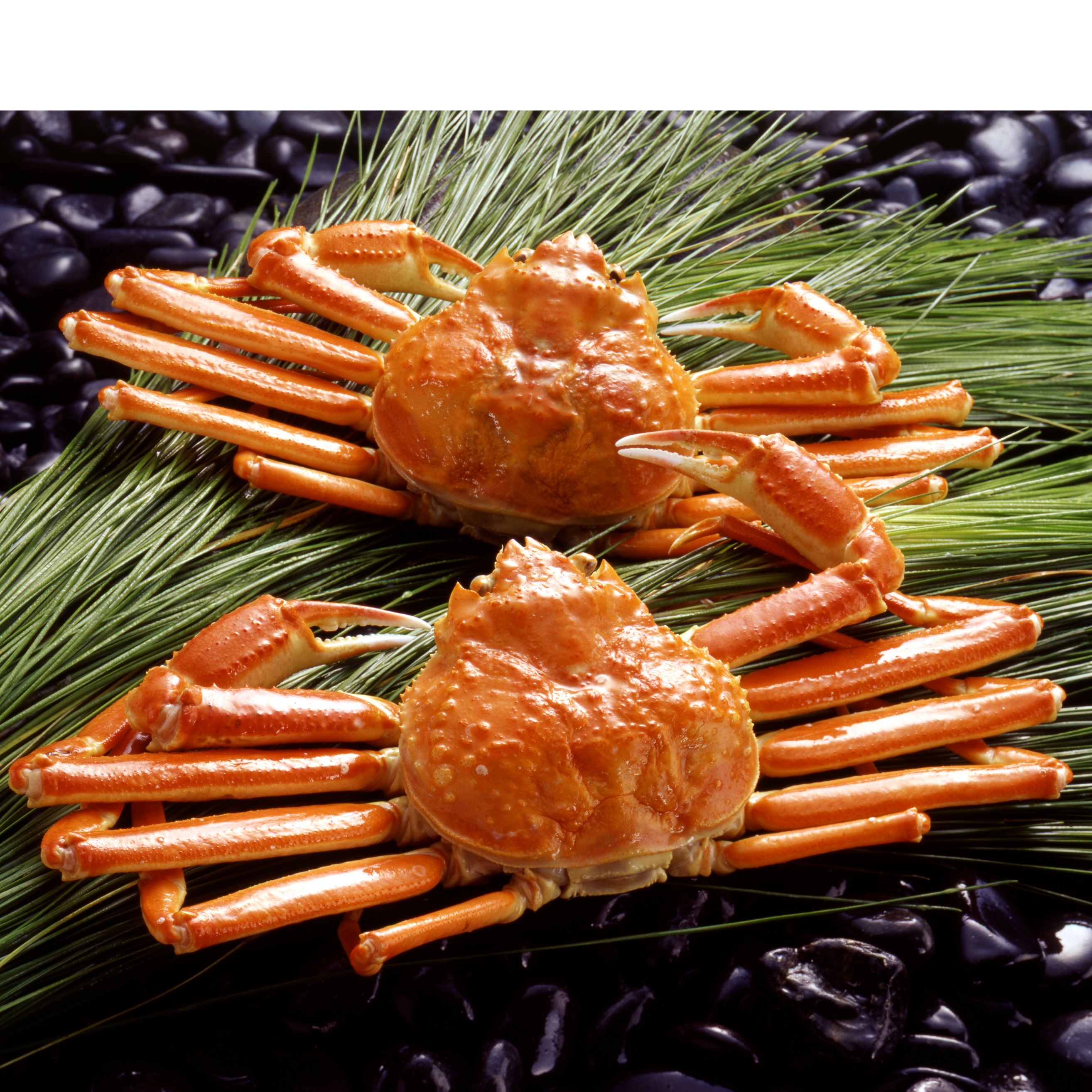 【TANP限定価格】ZHB502　ボイル姿本ずわい蟹2杯（計 約1kg）