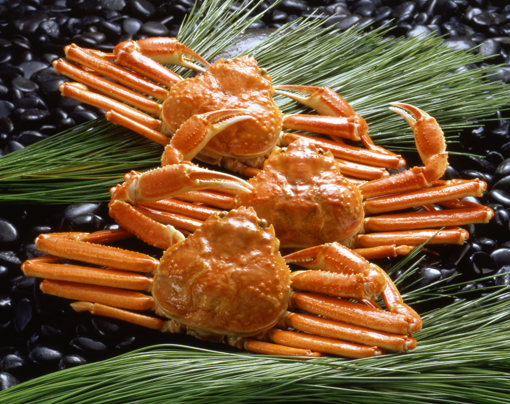 【TANP限定価格】ZHB503　ボイル姿本ずわい蟹3杯（計 約1.5kg）