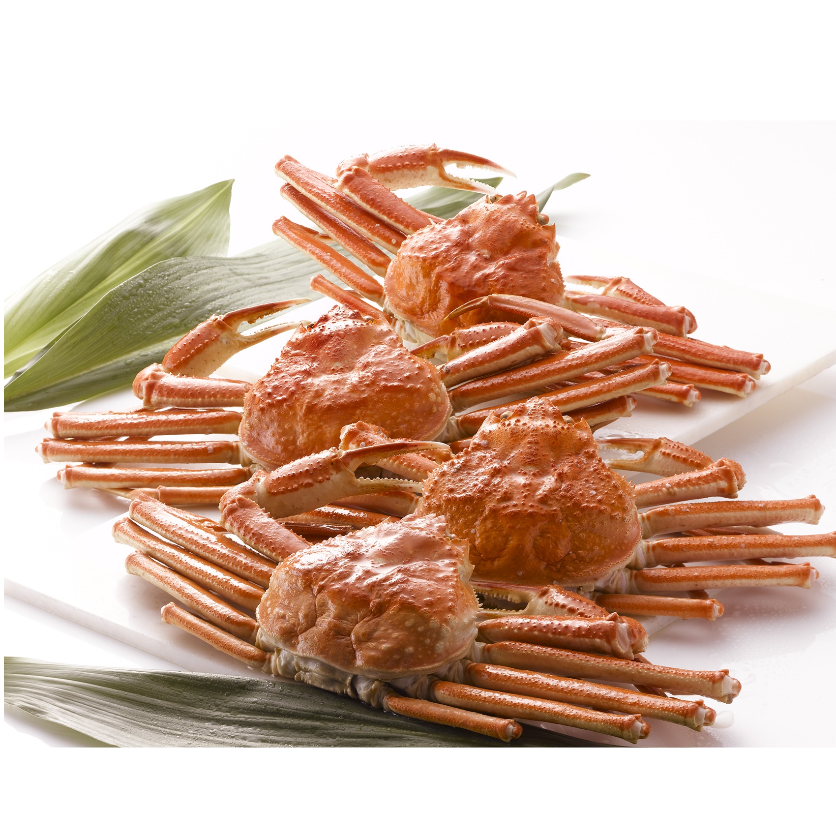 【TANP限定価格】ZHB504 ボイル姿本ずわい蟹4杯(計 約2kg)