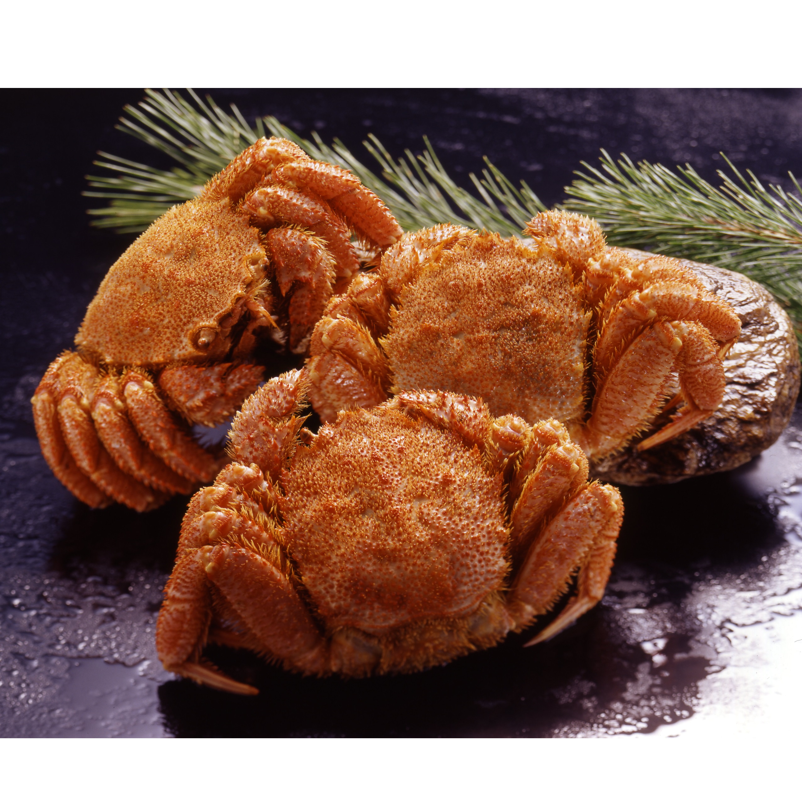 【TANP限定価格】KHB503　ボイル毛がに3杯（計 約1.5kg）