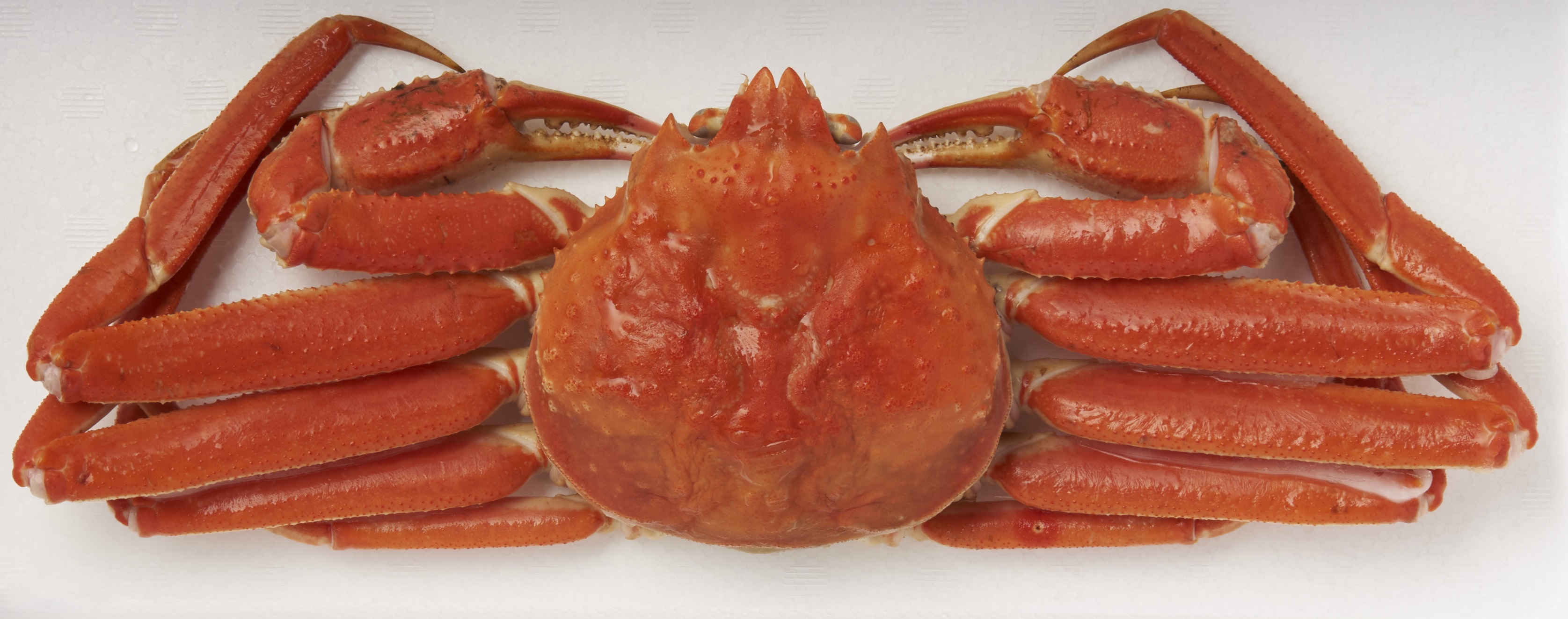 かに鍋セット】 SZ502P501 ポン酢付き ボイルずわい蟹1kg・生ずわい蟹