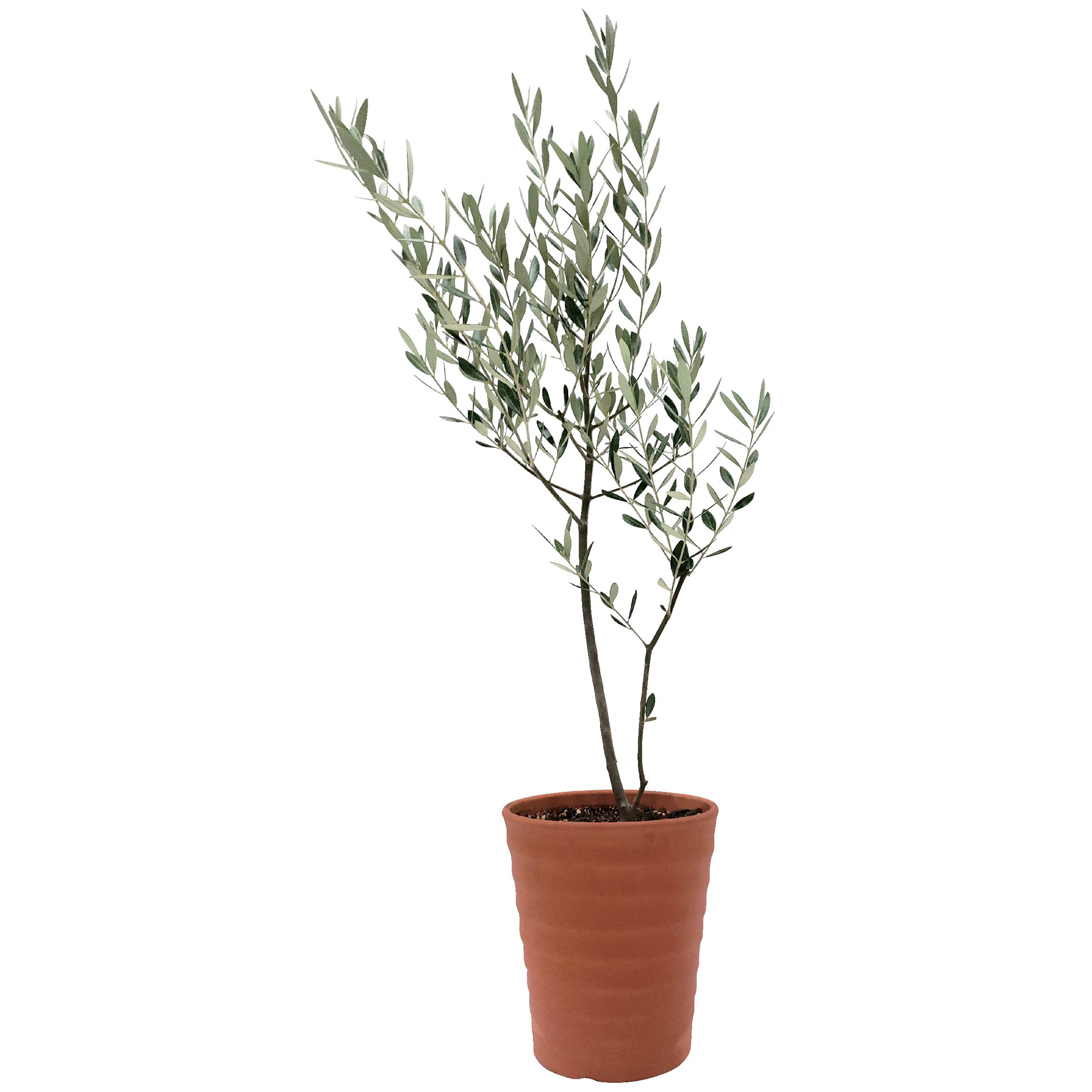 ギフトカタログ＜蘭（らん）＞