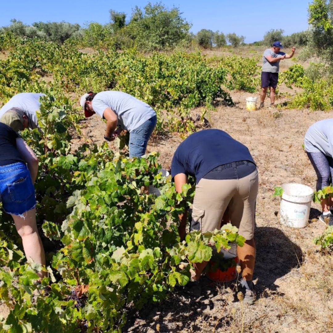 2500年前から受け継がれる歴史あるワイン。「プレミアムタリャワイン」赤白セット