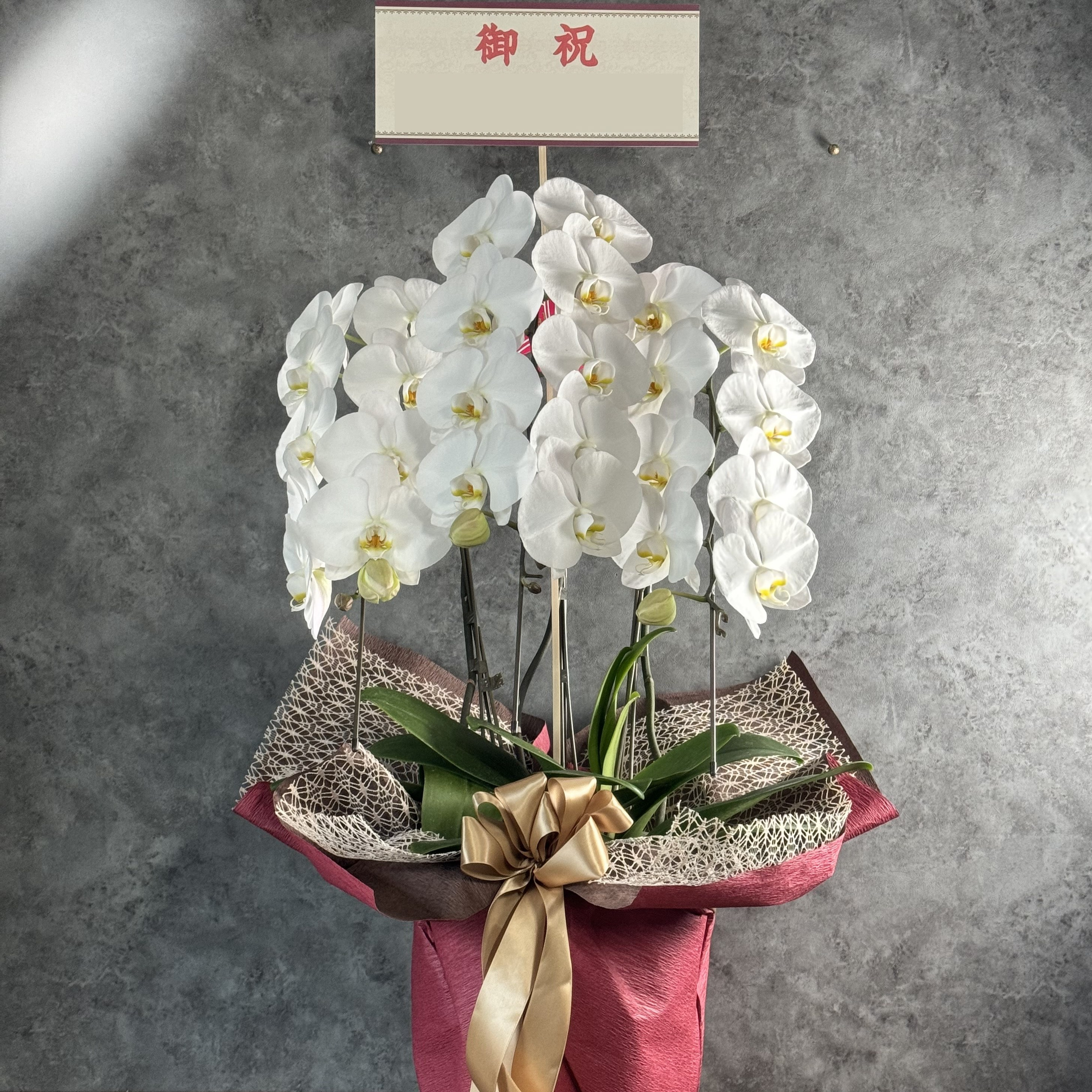 胡蝶蘭白3本立ち24輪以上
