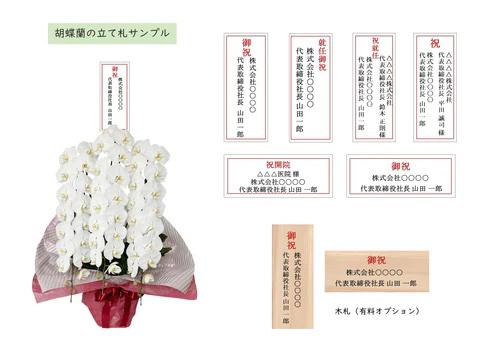 胡蝶蘭〈白・3本立ち〉エレガント