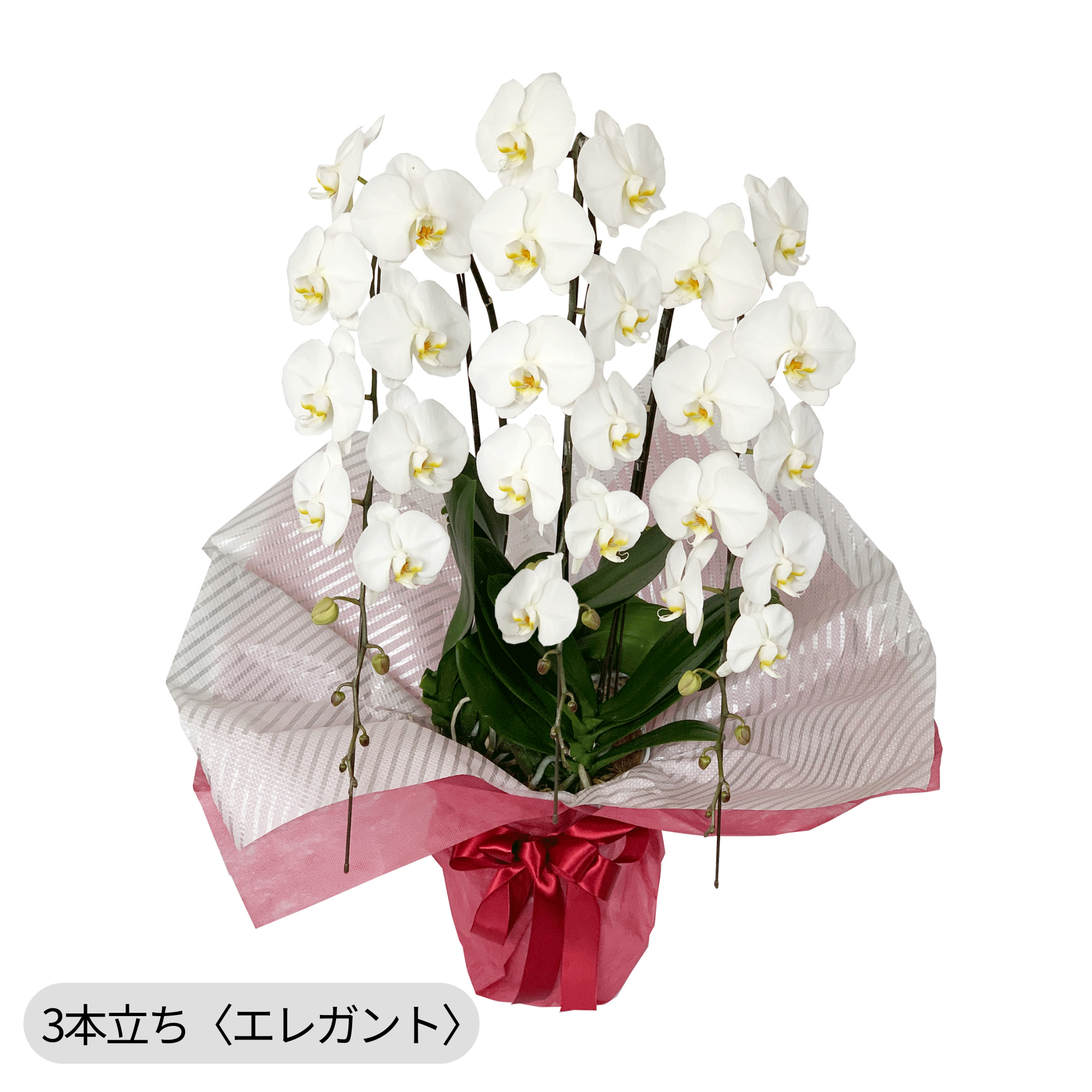 胡蝶蘭〈白・3本立ち〉エレガント