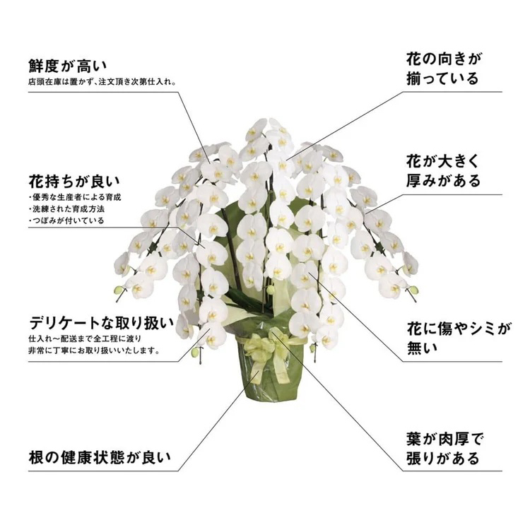 胡蝶蘭〈白・3本立ち〉エレガント