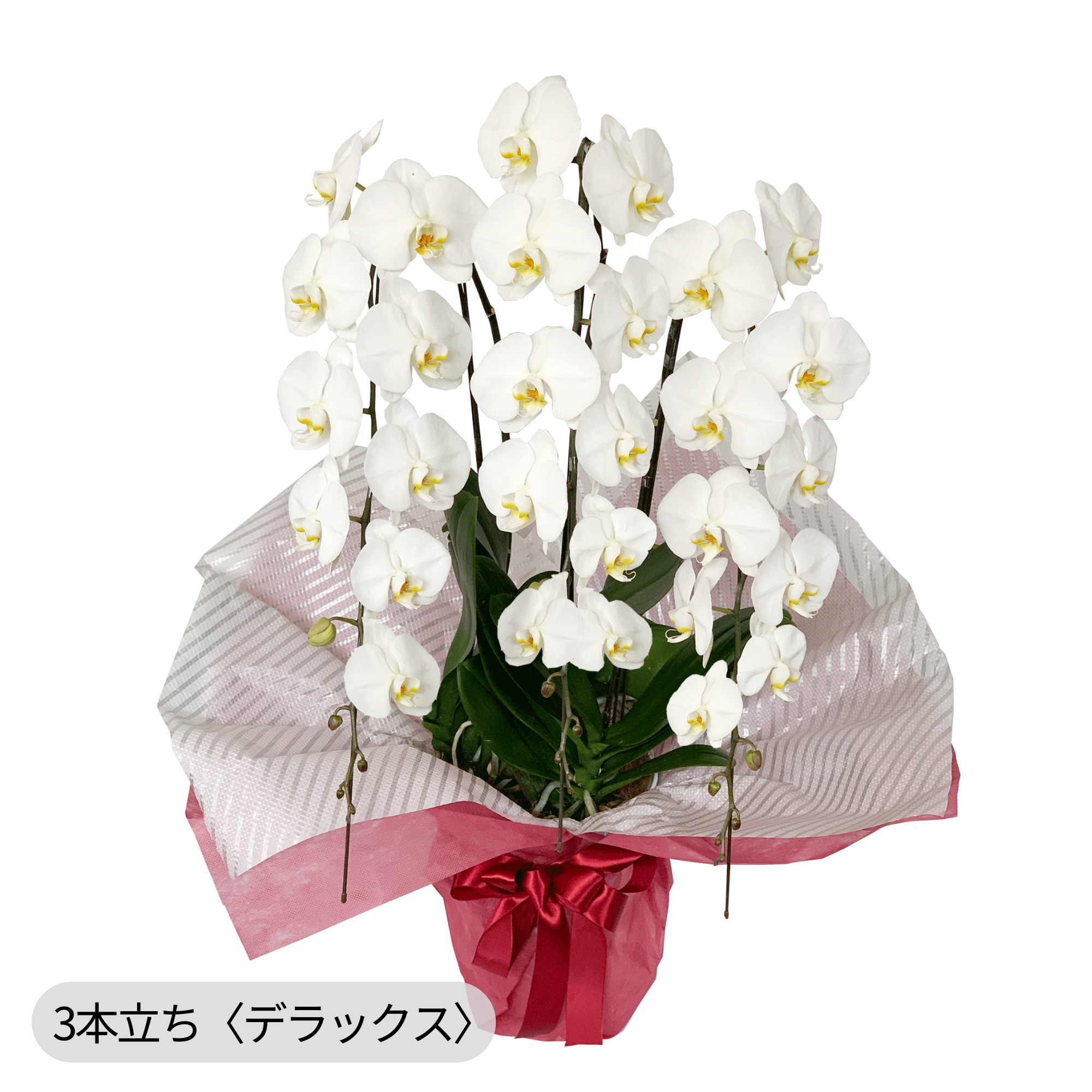 胡蝶蘭〈白・3本立ち〉デラックス