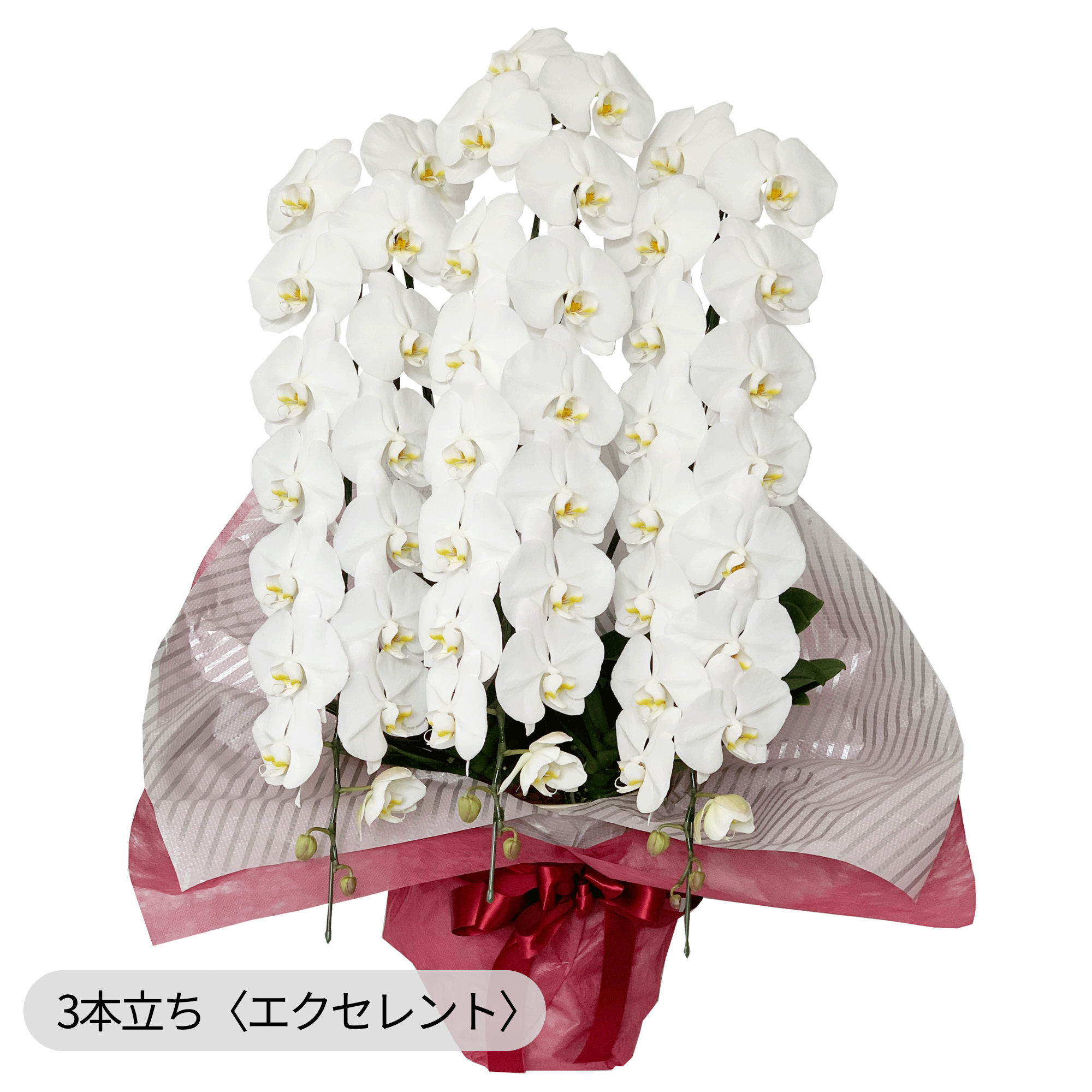 胡蝶蘭〈白・3本立ち〉エクセレント