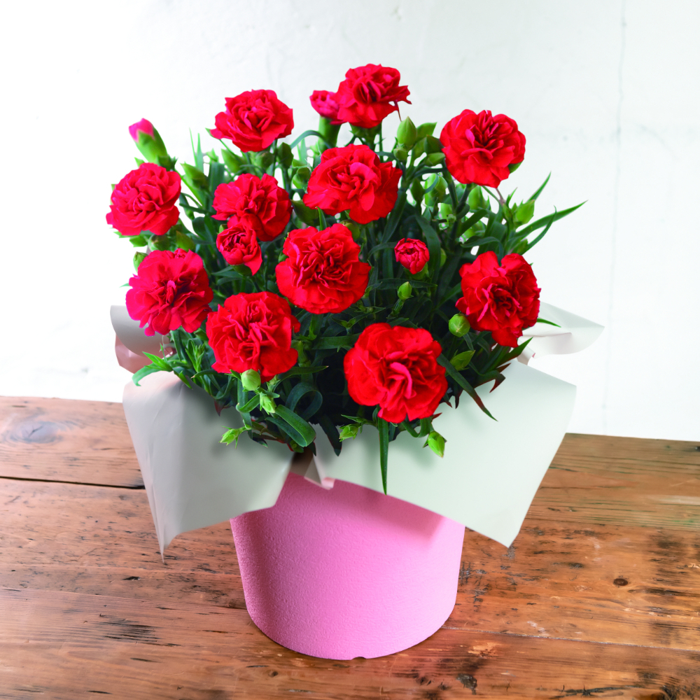 【母の日に贈る】選べるカーネーション＆疲れを癒す温熱＆EMS「NECK RELAX」