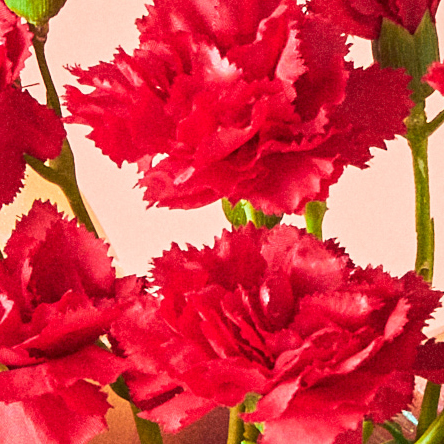 【母の日に贈る】選べるカーネーション＆限りなく天然温泉に近い入浴剤「HAA（5個入り）」