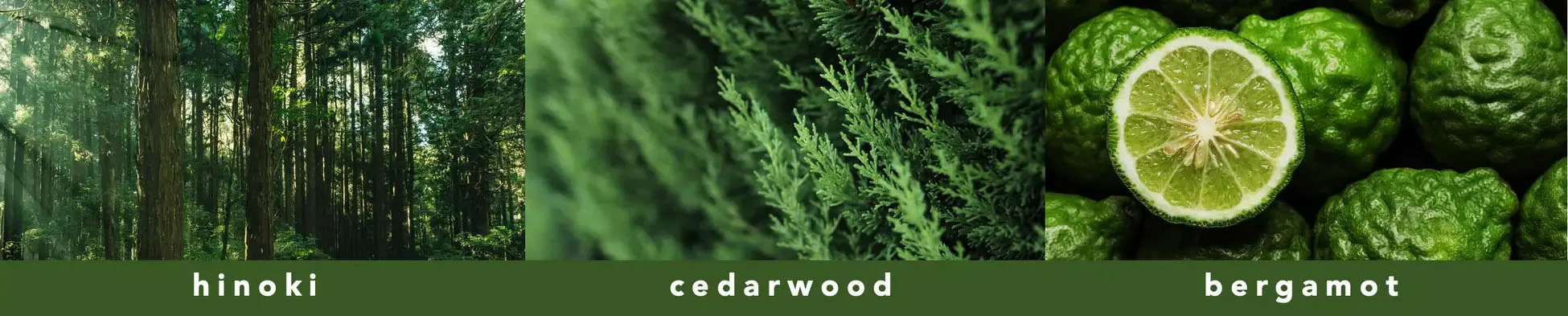 毎日の疲れを癒す、森林浴睡眠ディフューザー＜ヒノキ イン ザ フォレスト＞