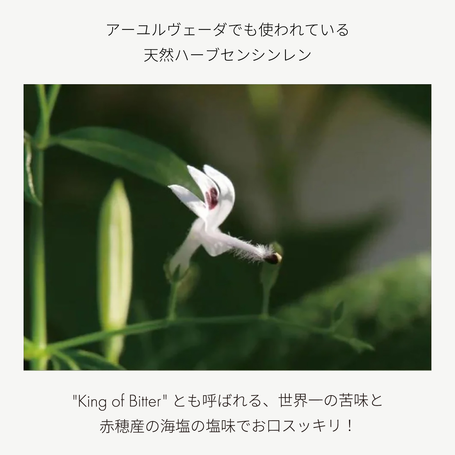 AGPトゥースペースト＋歯ブラシセット