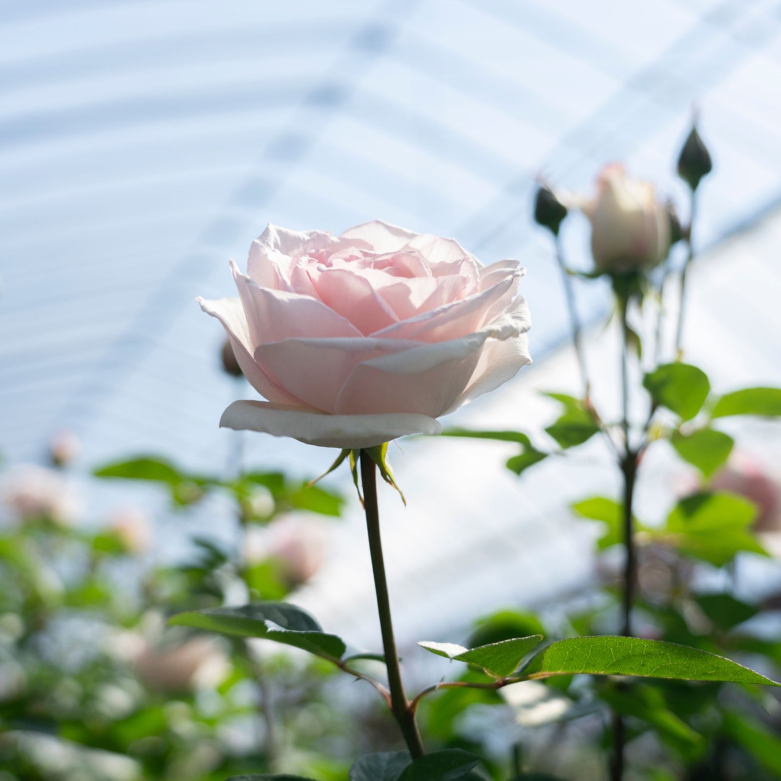 24ROSE®ローズリラックス＆ビューティーセット