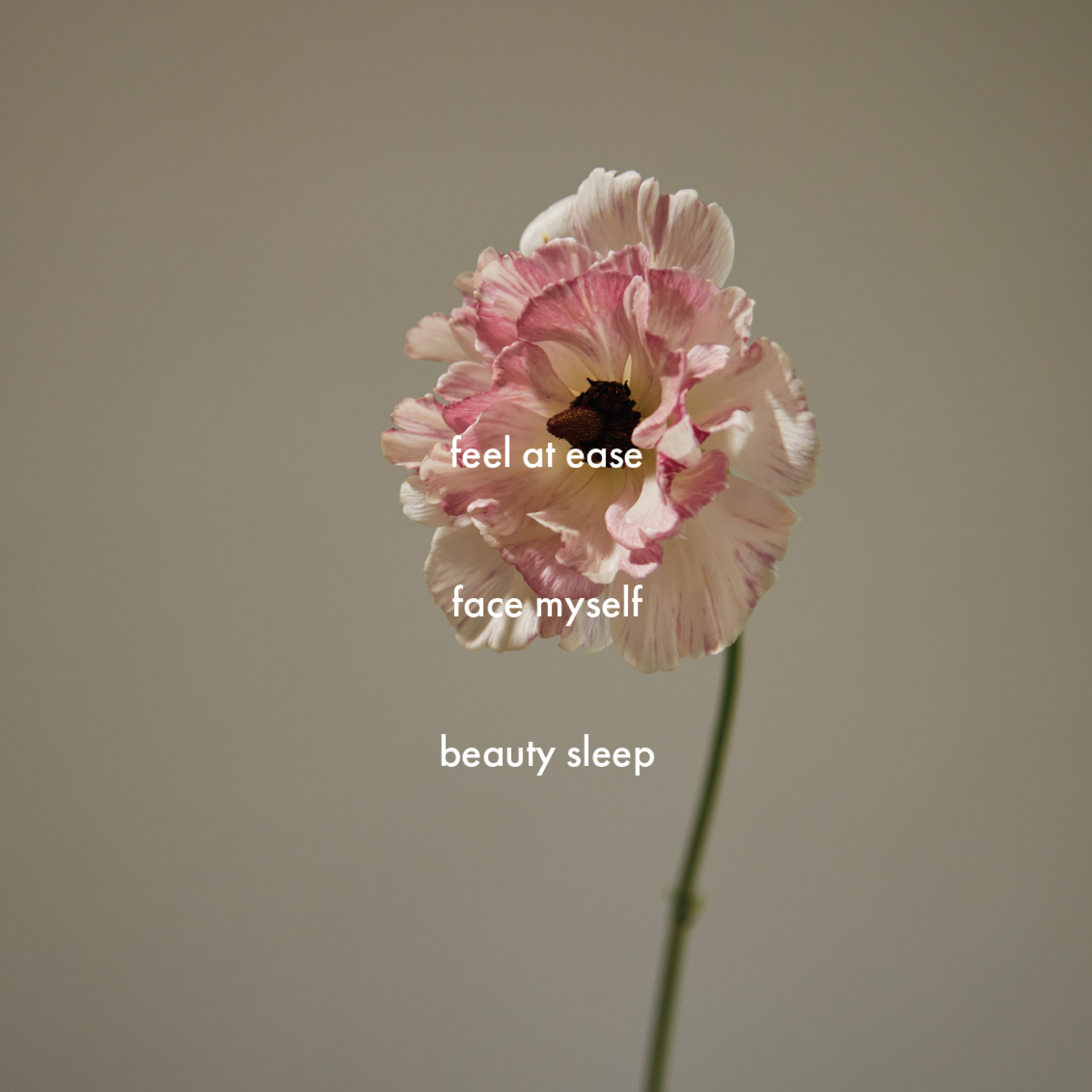 肌にうるおいを与える 日本製フェイス用ヴィーガン石鹸【美容液成分40%以上配合】