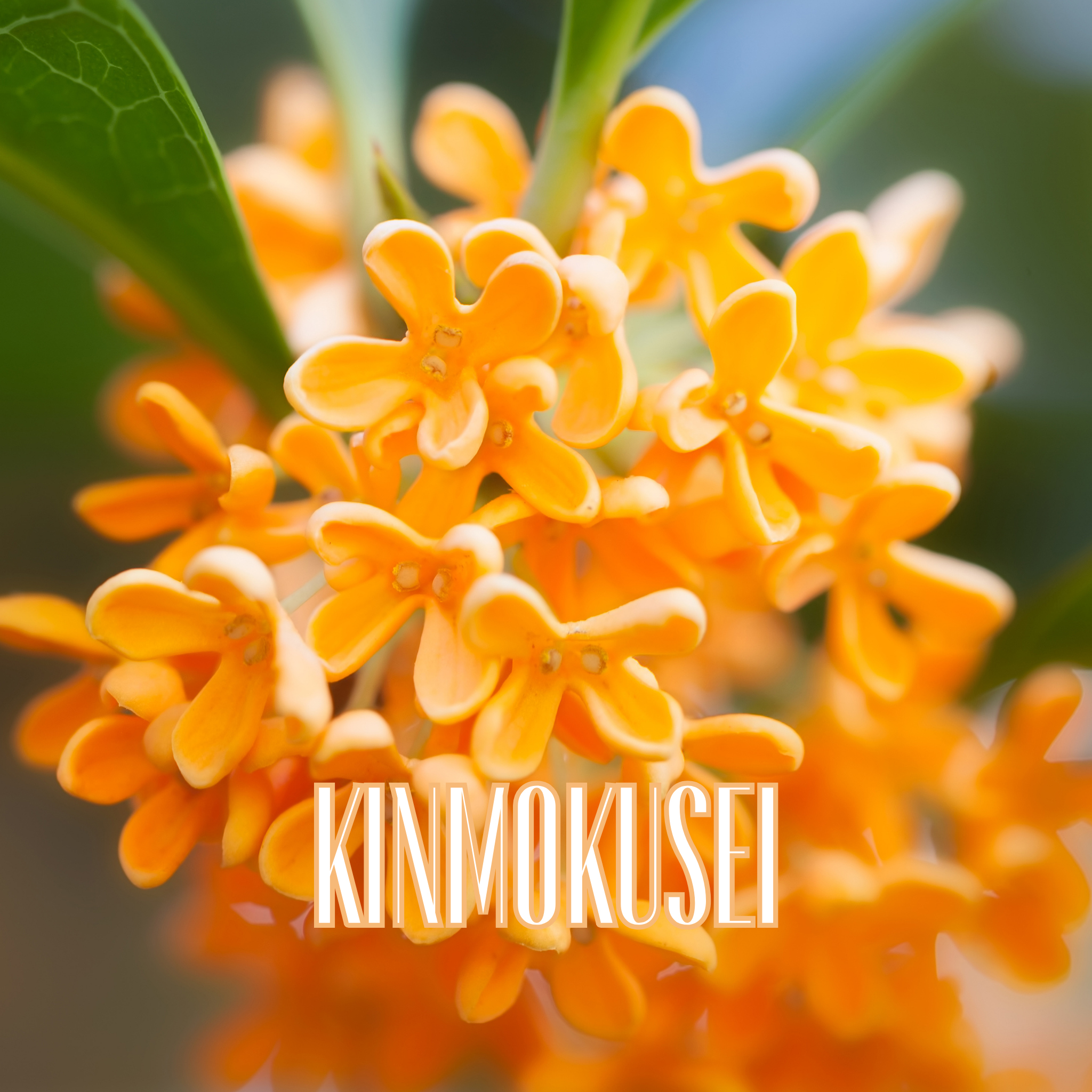 四季アロマキャンドル