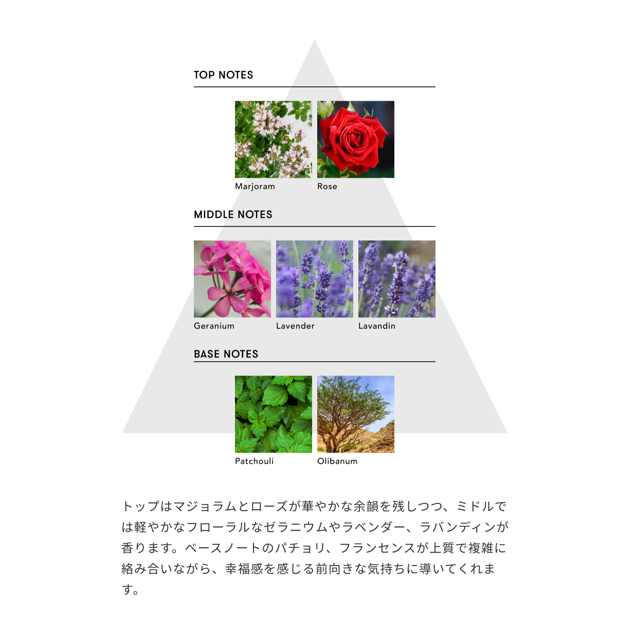 【ベスコス受賞】シンピュルテヘアオイル＆スカルプブラシセット