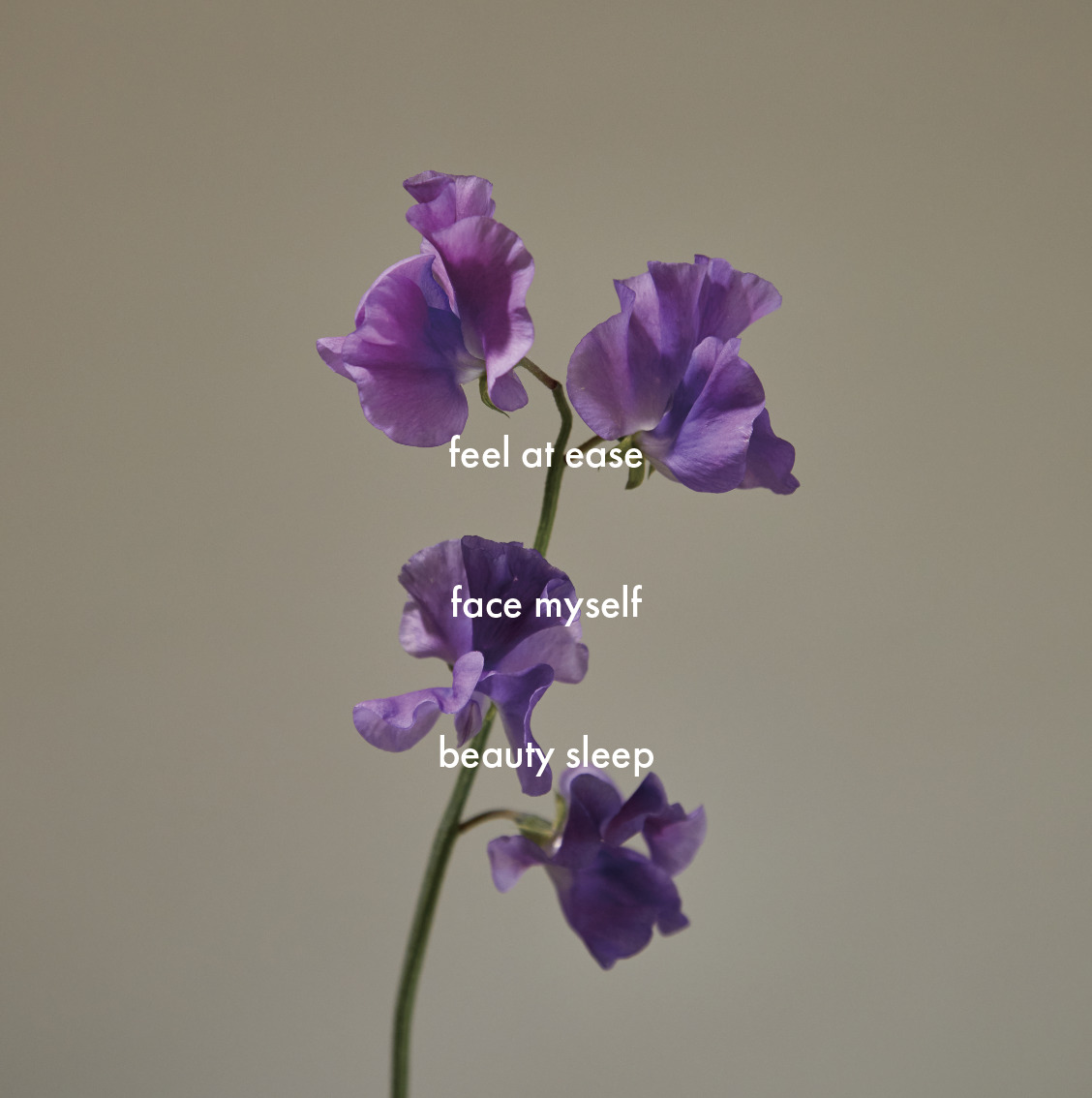 【BOX付】高級ボディタオル＆ボディ用ヴィーガン石鹸