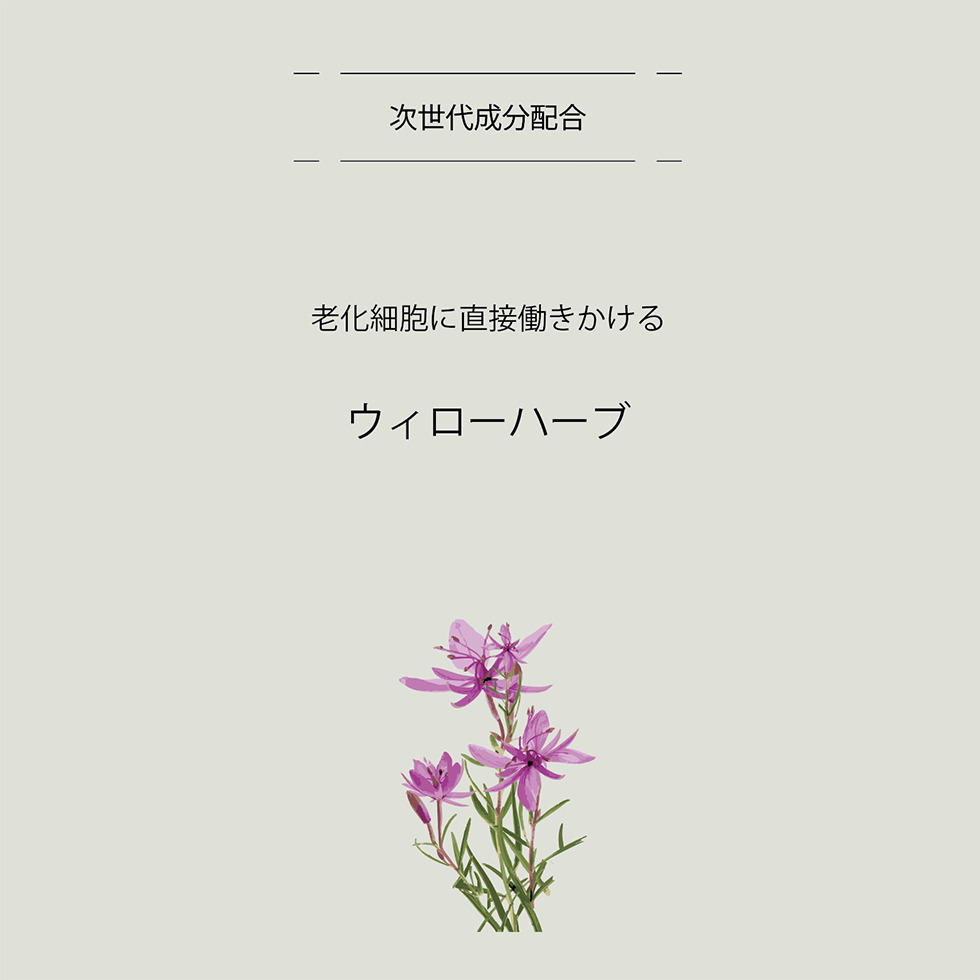【BOX付】デイリーで使えるフェイシャルケアセット