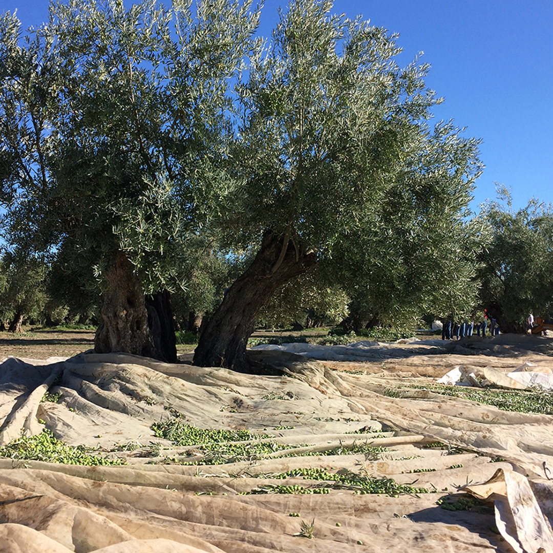 【パラシオ・マルケス・デ・ヴィアナ】エキストラバージンオリーブオイル2本セット