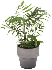 アクタス　ギフトカタログ　e-order choice　＜KAZE[風]-C＞