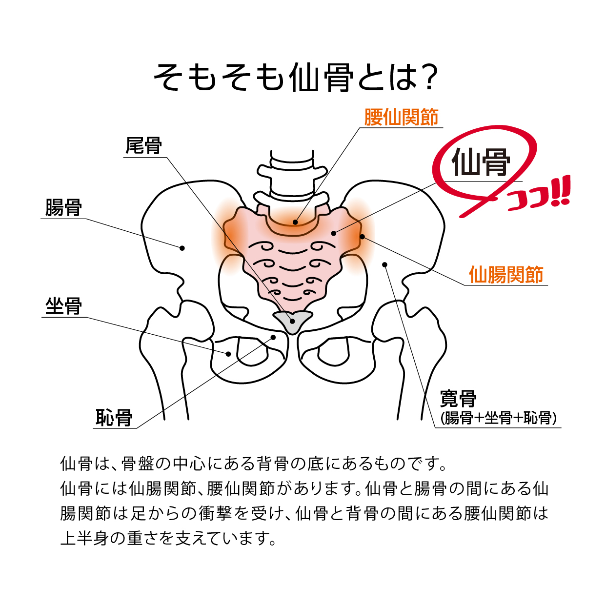 【足腰や骨盤周りが気になる方に】コシレッチ