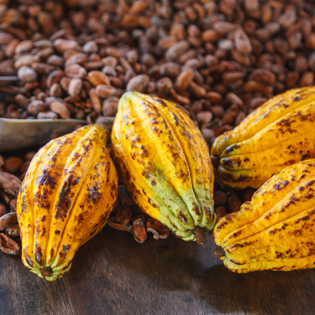 生チョコレート（アソート）