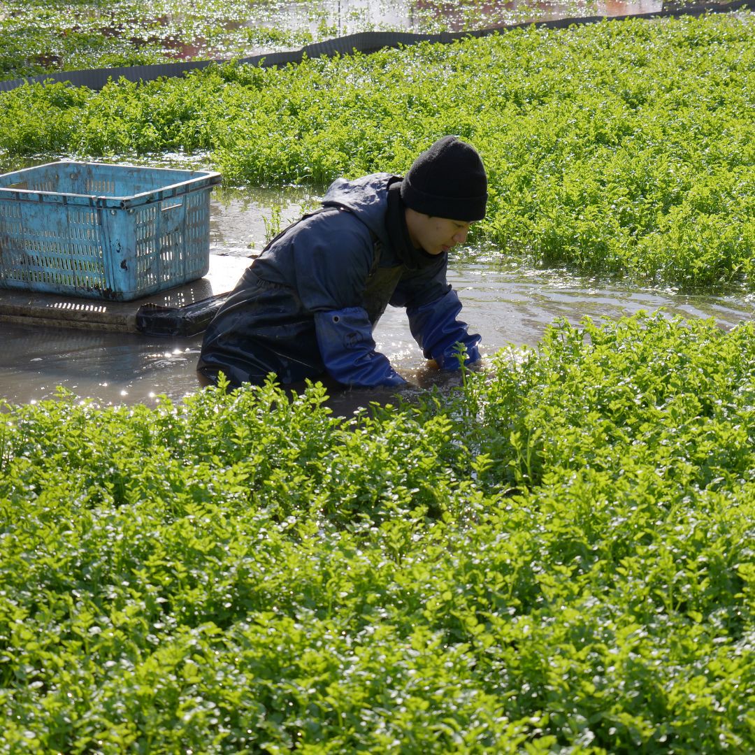 宮城県の食材を楽しむ!セリ香る旨み出汁の牡蠣ごはん 2食セット「Vivid TABLE」