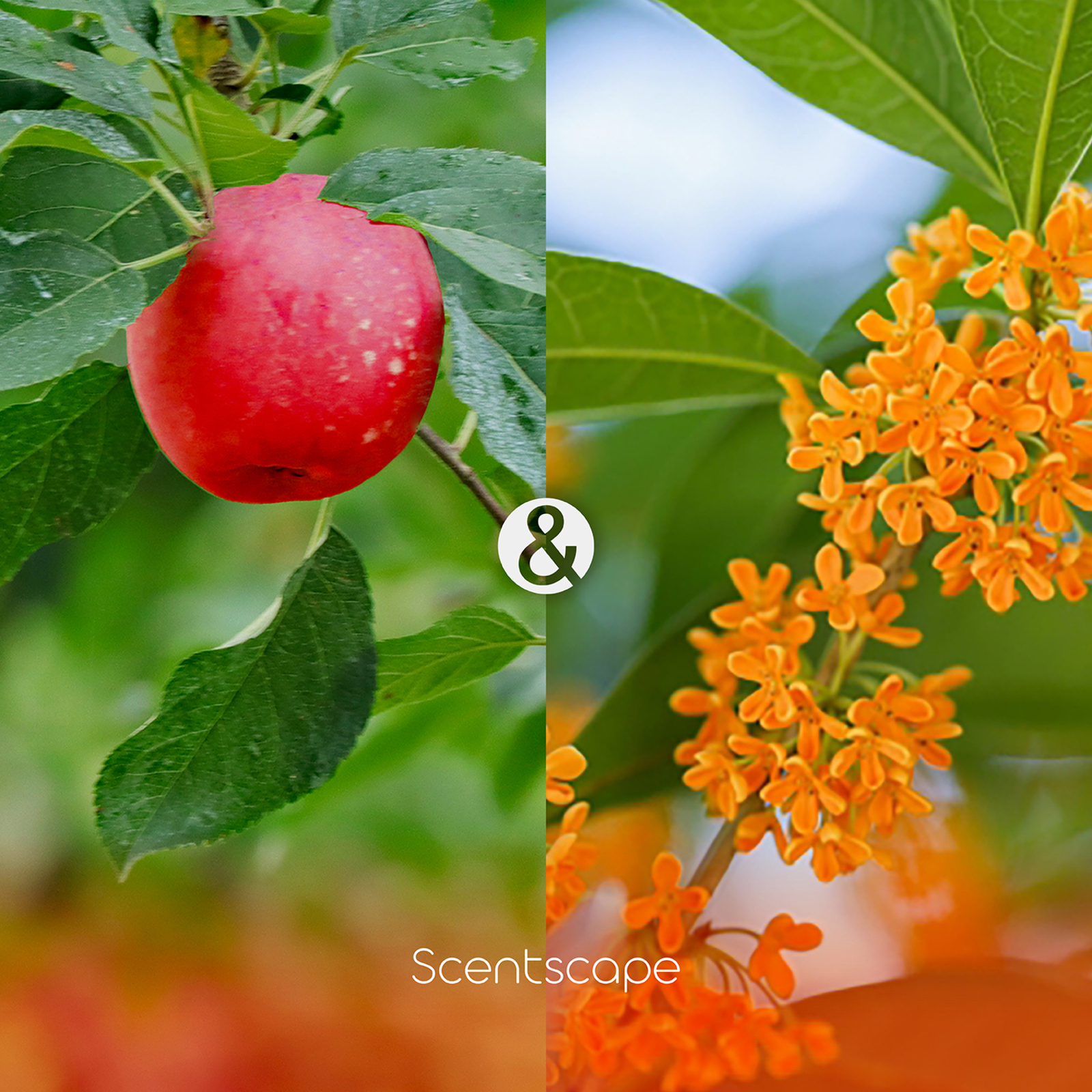 【お礼ギフトにも】お香とキャンディのプチギフト