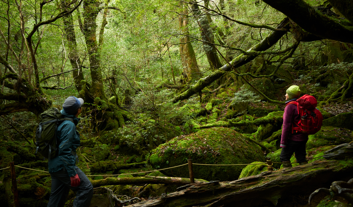 FOR2ギフト（PURPLE）