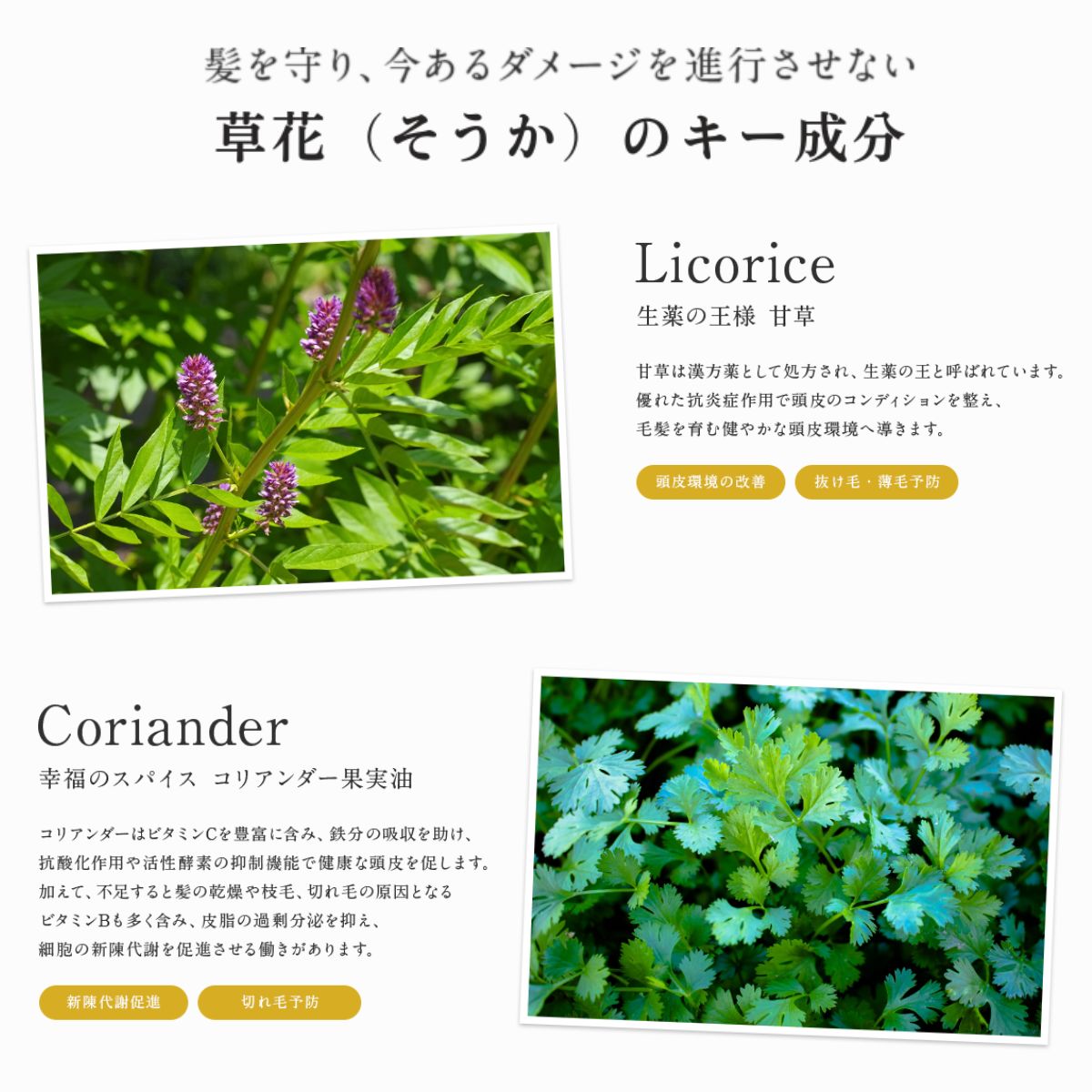 【父の日】MOGANS 薬用アミノ酸シャンプー 草花 300mL