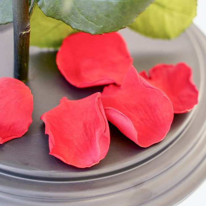 【DESTINY ROSE】3本立ち