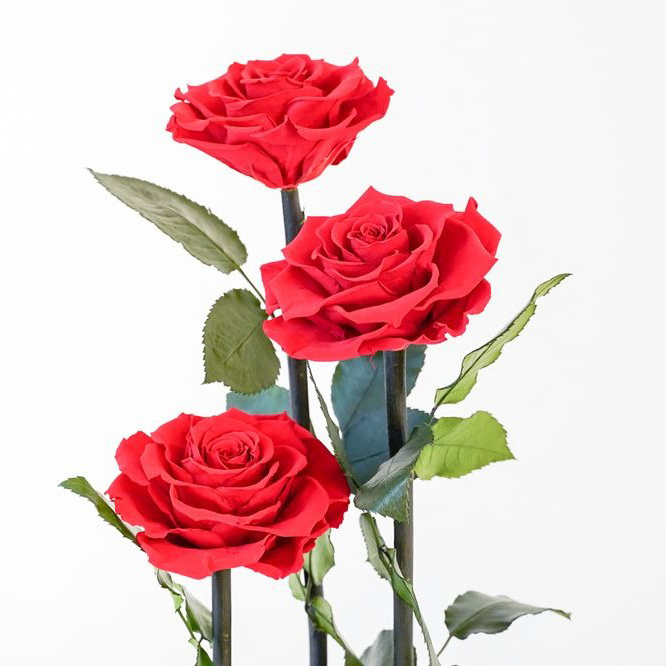 【DESTINY ROSE】3本立ち