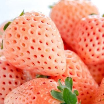 赤いちごとピンクいちご18粒 宝石箱シリーズ