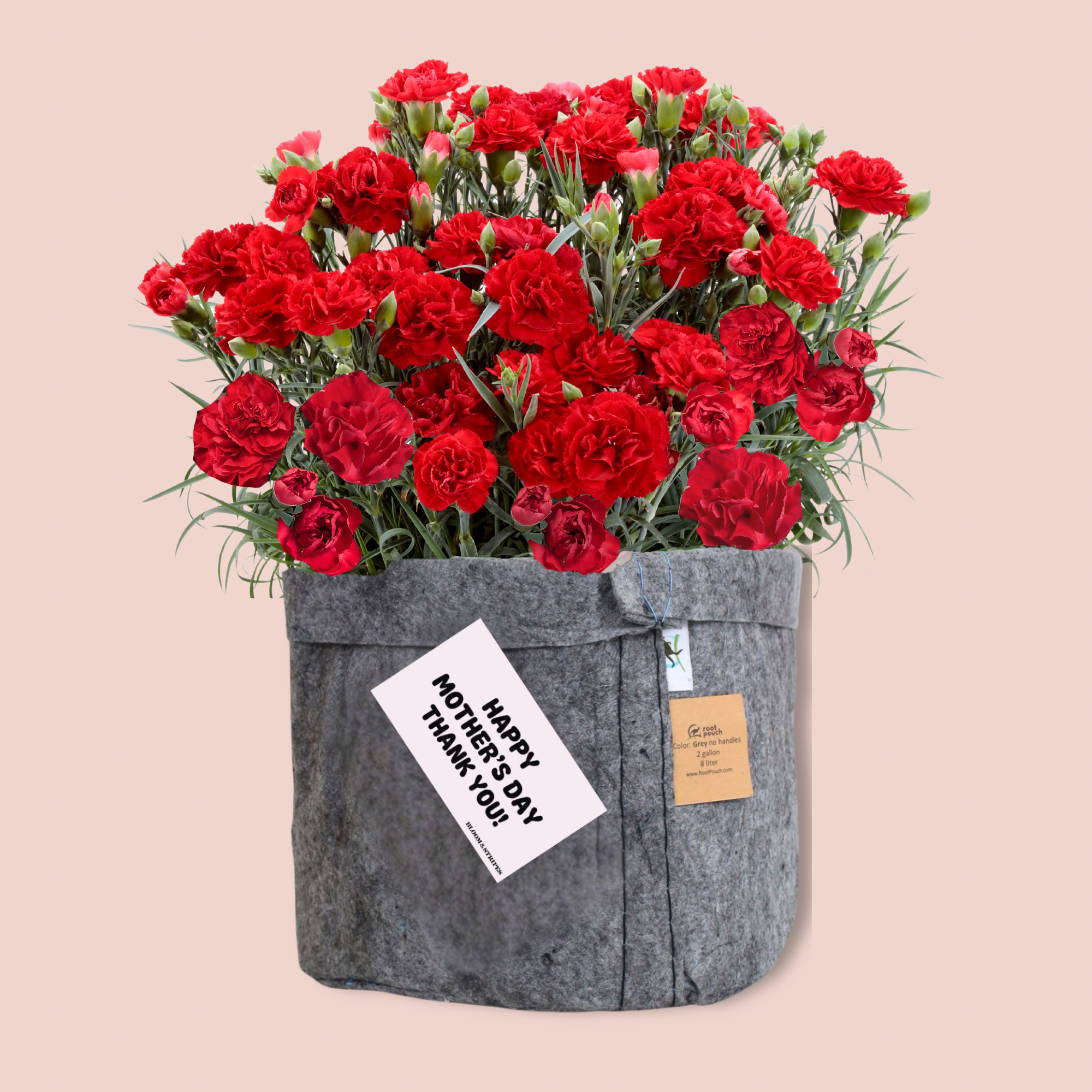 【母の日】カーネーション〈赤〉