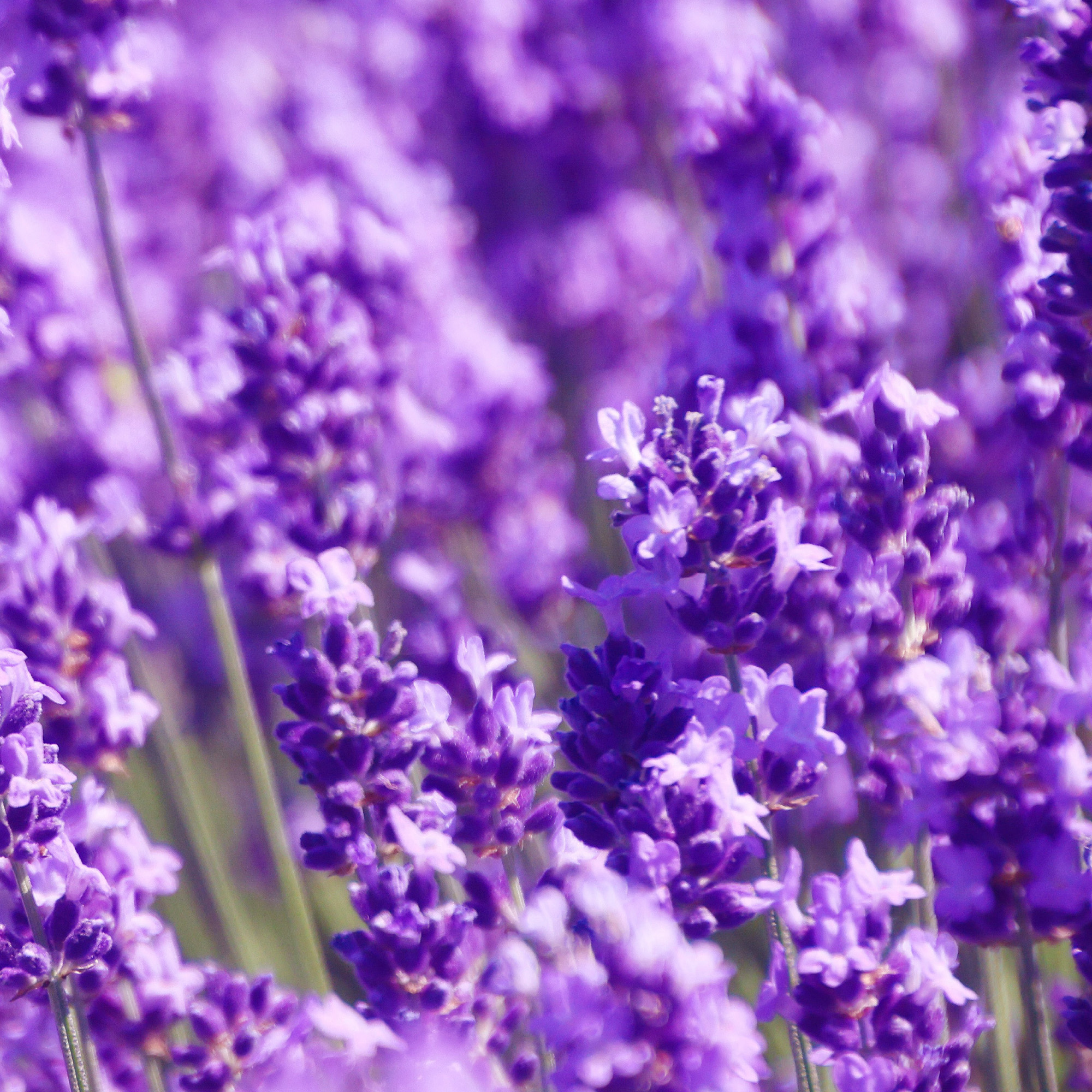 アロマミスト＜ラベンダー イン ザ フォレスト＞100mL