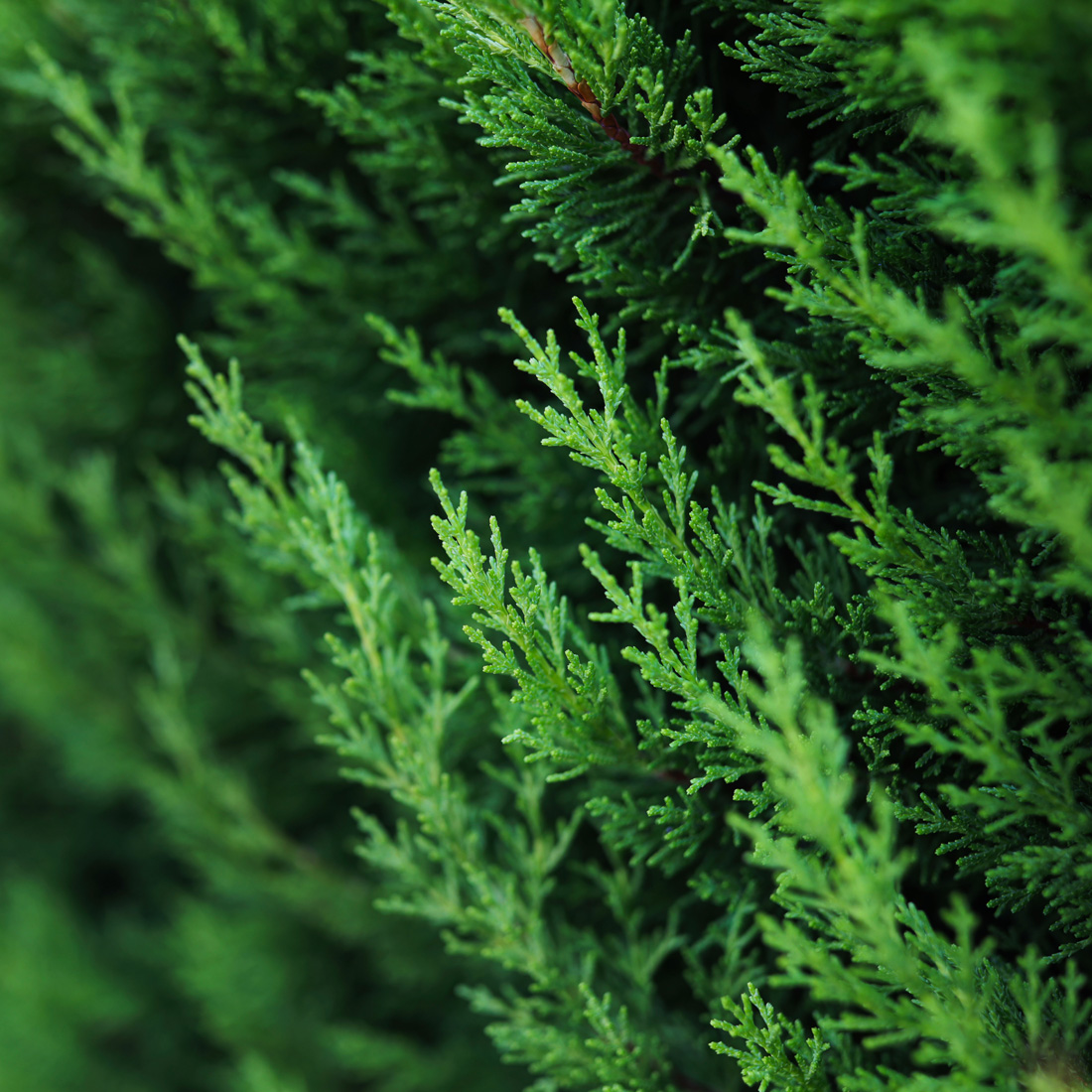 アロマミスト＜ラベンダー イン ザ フォレスト＞100mL